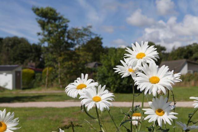 Safaritent Glamping Tent Nabij Sint Maartenszee 호텔 Sint Maartensvlotbrug 외부 사진